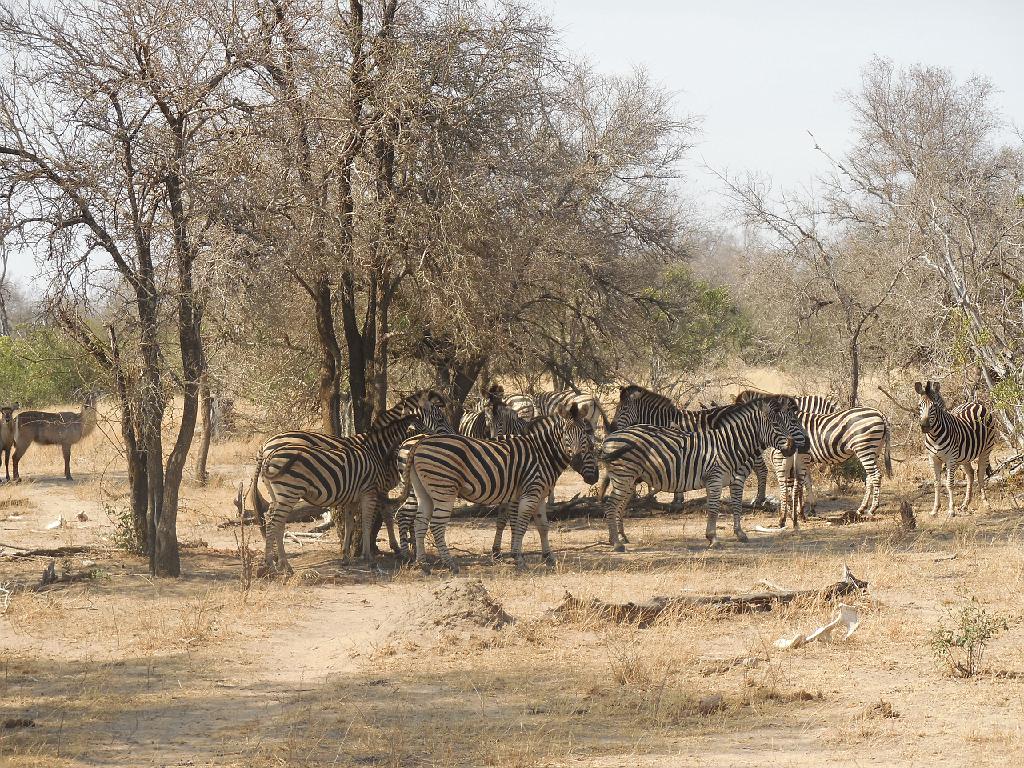 Suedafrika (220)